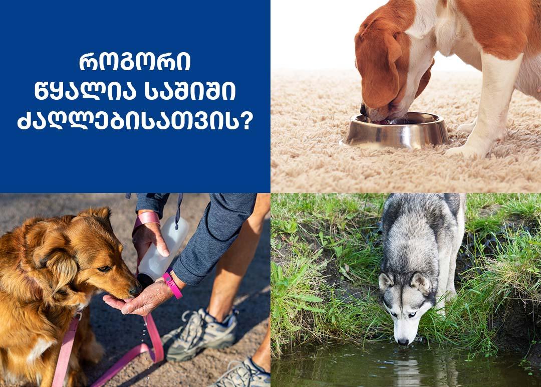 6 საშიში დაავადება, რომელიც ძაღლს წყლისგან შეიძლება გაუჩნდეს